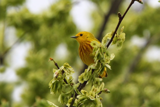 journal-park-yellowwarbler